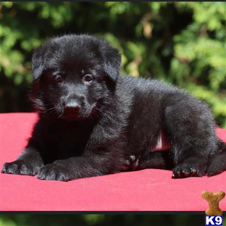 German Shepherd puppy for sale